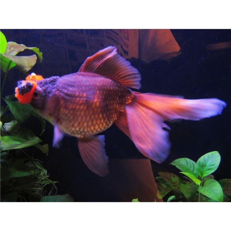 Carassius auratus l.f. chocolate oranda with red pompon - imagine 3